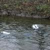 Nach dem Mord: Taucher bei der Spurensuche in der Alb