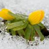 Winter oder Frühling?