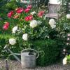 Passend zu den steigenden Temperaturen startet die HWK Gärtnerei Grötzingen mit ihrem Ostermarkt in die Gartensaison.