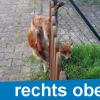 Zu viel gewollt: Ein Fuchs musste in Pforzheim von der Polizei befreit werden.