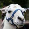 Kein Stopp für Tierlärm in Oberreut: "Der Zirkus darf dort campen"