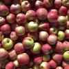 Obst for free: Die Initiative "Mundraub" listet auch für den Raum Karlsruhe herrenlose Obstbäume auf.