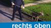 Ein zutrauliches Reh wurde von der Polizei in Offenburg aufgegriffen.
