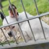 Wer sich für Tiere engagieren will, kann zum Beispiel im Tierheim mithelfen. Dort warten viele Hunde aufs Gassigehen. Foto: Frank Rumpenhorst