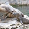 Erster Ausflug ins Außengehege: Seelöwin Olivia und Baby Cleo. Erster Ausflug ins Außengehege: Seelöwin Olivia und Baby Cleo.