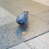 Eine Taube frisst im Karlsruher Hauptbahnhof an einem weggeworfenen Kartoffelchip.