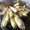 Karlsruher Fachmesse zeigt alles rund um Spargel und Beeren