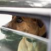 In der Zellerau in Würzburg wurden Passanten auf einen Hund in einem geschlossenen Fahrzeug aufmerksam und riefen die Polizei. Der Halter zeigte sich offenbar uneinsichtig.