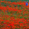 Rote Blütenpracht: Eine Frau fotografiert blühenden Mohn auf einem Feld in Mecklenburg-Vorpommern.