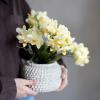 Orchideen als Tischschmuck: In einer Schale arrangiert auch ein schönes Mitbringsel an Ostern. Orchideen als Tischschmuck: In einer Schale arrangiert auch ein schönes Mitbringsel an Ostern.