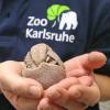Inventur im Karlsruher Zoo: Dieses Kugelgürteltier gehört zu den Jüngsten im Karlsruher Zoo.