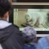 Besucher des Tierparks Hagenbeck schauen sich auf einem Monitor Videoaufnahmen des Eisbären-Babys an.