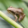 Ein Moorfrosch, der kurz zuvor ausgewildert worden war, sitzt auf einem Blatt.