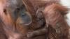 Da war das Orang-Utan-Baby noch ganz klein. (Archivbild)