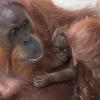 Da war das Orang-Utan-Baby noch ganz klein. (Archivbild)