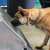 Donnie ist ein Spürhund der Bundeswehr. Er ist ein belgischer Schäferhund, auch bekannt unter der Bezeichnung Malinois. Aktuell erhält Donnie seine dritte Ausbildung zum Corona-Spürhund.