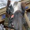 Nachwuchs bei den Rotscheitelmangaben im Karlsruher Zoo