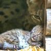 Die Luchs-Mama lässt derzeit noch niemanden an die kleinen Kätzchen ran.