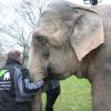 Umzug in den Karlsruher Zoo: Wann kommt Elefanten-Dame Maya?