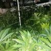 Cannabisplantage. (Symbolbild)