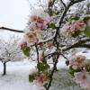 Blühende Apfelbäume mit Schnee bedeckt.