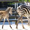 Vier Zebra-Fohlen kamen in diesem Jahr im Karlsruher Zoo zur Welt.