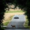 Ein Reh, eine Straße, ein Auto - und es macht «Rumms»?: In solchen Fällen zahlt meist eine Kaskoversicherung. Aber nicht, wenn sie Zweifel am Unfallgeschehen hat.