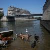 Sind das schon die Hundstag? Hunde baden in der Seine, während die Temperatur in Paris auf bis zu 32 Grad Celsius ansteigt.