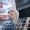 Eine Zentralheizung mit Pellets als Energieträger ist eine Alternative zur Öl- und Gas-Heizung. Eine Zentralheizung mit Pellets als Energieträger ist eine Alternative zur Öl- und Gas-Heizung.