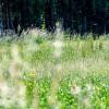 Eine Wiese.