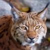 Im Karlsruher Zoo gibt es viele Tiere zu entdecken.