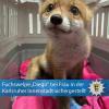 Fuchswelpe "Diego" in einer Transportbox auf dem Polizeirevier. Fuchswelpe "Diego" in einer Transportbox auf dem Polizeirevier.