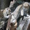 Am 26. April kamen die zwei Katzenbabys "Alba" und "Wasim" zur Welt. Am 26. April kamen die zwei Katzenbabys "Alba" und "Wasim" zur Welt.