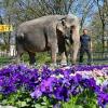 Elefantenkuh Nanda geht zusammen mit Revierleiter Robert Scholz im menschenleeren Karlsruher Zoo spazieren. Elefantenkuh Nanda geht zusammen mit Revierleiter Robert Scholz im menschenleeren Karlsruher Zoo spazieren.