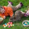 Frühlingsfest, Fischessen, Feldhasen - das ist los am Osterwochenende