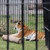 (ers) Rund 30 Personen nahmen am Samstag an einer Mahnwache gegen Wildtierhaltung im Zirkus teil. Ihre Kritik richtete sich gegen die nichtartgerechte Haltung in Schaustellerbetrieben. (ers) Rund 30 Personen nahmen am Samstag an einer Mahnwache gegen Wildtierhaltung im Zirkus teil. Ihre Kritik richtete sich gegen die nichtartgerechte Haltung in Schaustellerbetrieben.