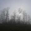 Nebel im Park (Symbolbild)
