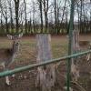 Die Herde im Wildtiergehege im Vogelpark in Stutensee-Blankeloch hat am Wochenende ein Mitglied verloren. Die Herde im Wildtiergehege im Vogelpark in Stutensee-Blankeloch hat am Wochenende ein Mitglied verloren.