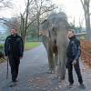 Frühgymnastik in der Altersresidenz für Elefanten: Spaziergang mit Nanda vor Öffnung des Zoos.