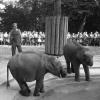 Die beiden Neuankömmlinge Nepal und Shanti im Jahr 1958 - links stehend Rani.