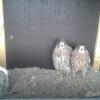 Die Falknerei Karlsruhe kümmert sich um aus dem Nest gefallene Greifvögel.