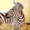 Für zwei Jahre: Vier Zebras ziehen in den Karlsruher Zoo