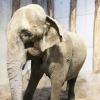 Elefantenkuh Lina ist heute im Zoo Karlsruhe angekommen Elefantenkuh Lina ist heute im Zoo Karlsruhe angekommen