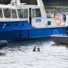 Ein Atomkraftgegner schwimmt im Neckar neben Polizeibooten.
