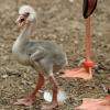 Der Mini-Flamingo erkundet bereits seine Umgebung. Der Mini-Flamingo erkundet bereits seine Umgebung.
