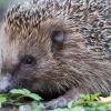 Ein Igel sitzt auf dem Boden.