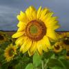 Dunkle Regenwolken ziehen über ein Sonnenblumenfeld.