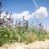 Blumen einer Blumenwiese, die für Wildbienen angelegt wurde, stehen an einem Wegrand. Foto: Sebastian Gollnow/Archiv