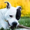 American Staffordshire Terrier. (Symbolbild)
