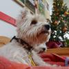 Ein West Highland Terrier sitzt in einem Tierheim vor einem geschmückten Weihnachtsbaum.